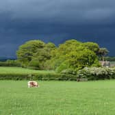 Cattle out on Joe's farm under a stormy sky