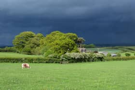 Cattle out on Joe's farm under a stormy sky