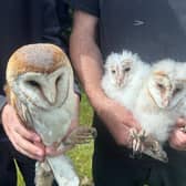 A female barn owl with her chicks observed during the annual bird count at Belvoir Farm
