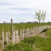 New trees planted at Yard Farm - one of the supplier farms for Long Clawson Dairy