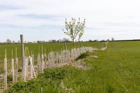 New trees planted at Yard Farm - one of the supplier farms for Long Clawson Dairy
