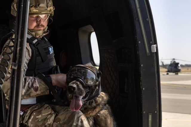 A Military Working Dog being trained on a Puma helicopter flight