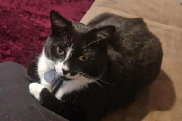 George, an injured cat who is missing his walks around Melton town centre