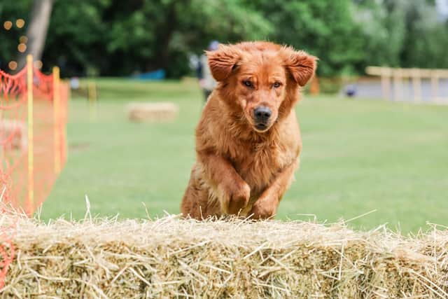 Pets had a wonderful time at the Kennels Open Day IMAGE George Parish