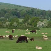 Cattle and sheep graze on farmland
(Photo by Mike Hewitt/Getty Images)