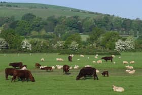 Cattle and sheep graze on farmland
(Photo by Mike Hewitt/Getty Images)