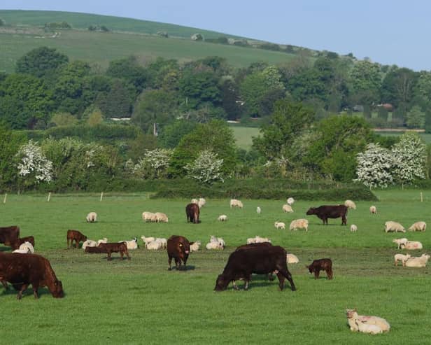 Cattle and sheep graze on farmland
(Photo by Mike Hewitt/Getty Images)