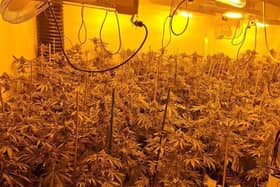 Funny moment cops raid a £420k cannabis farm...and find a sleeping drug dealer