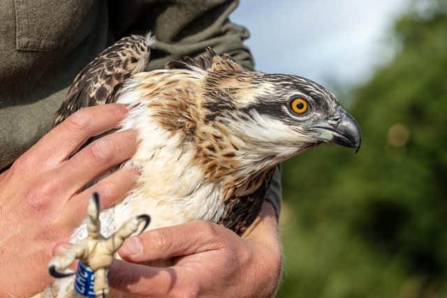 The Belvoir Estate osprey rearing project