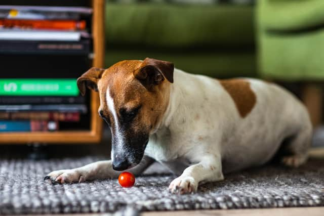 Jack Russell’s originate from the UK, having been bred for fox hunting in England