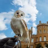 Percil, Belvoir Castle's barn owl, which has sadly passed away