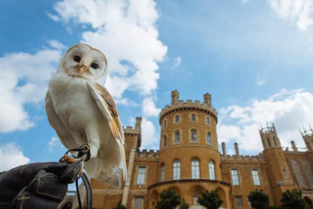 Percil, Belvoir Castle's barn owl, which has sadly passed away