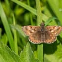 Stephan Morris/shutterstock_2390570781 – The Dingy Skipper
