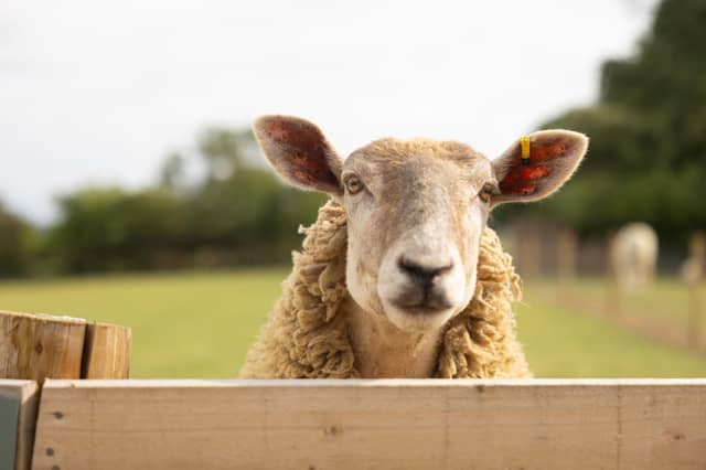 Sheep in Belvoir Animal Park