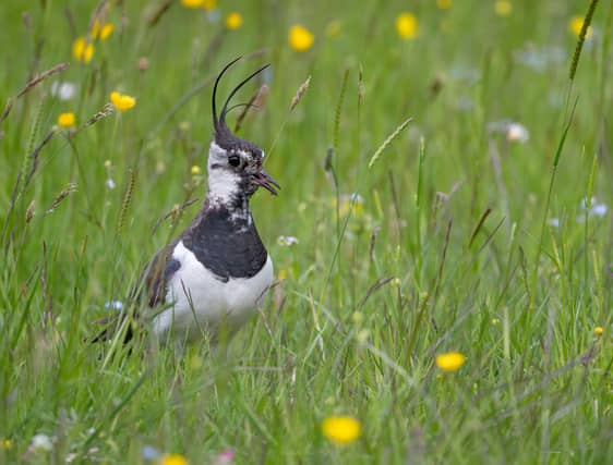 A lapwing on farm
