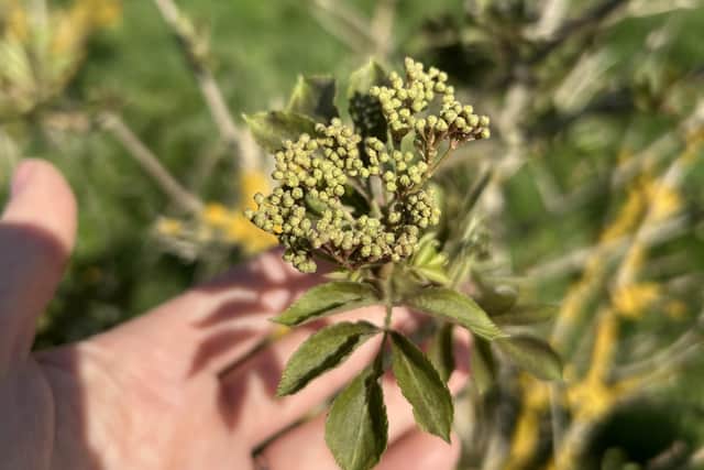 Elderflower coming into bloom at Belvoir Farm