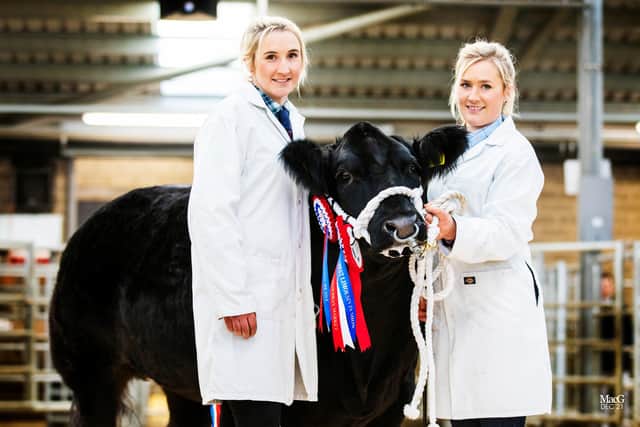 The 2021 Champion Beast at the Melton Christmas Fatstock Show, owned by C&G Davies