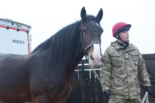 Military ceremonial horses enjoy winter break in Melton Mowbray