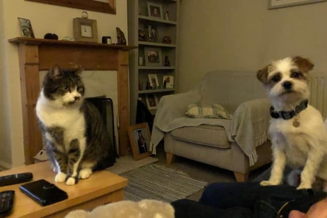 Dawn England writes: "Oscar the cat and Orla the dog, both rescue pets, both full of character and love, they make me laugh every day."