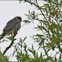 GW - 200525 - One of two red-footed falcons present on the reserve in May of this year. Copyright George Walthew