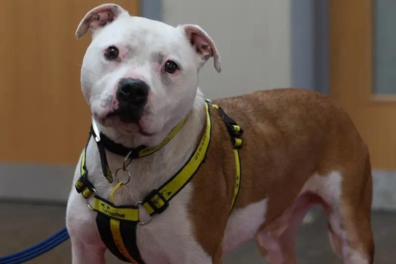 Barry is a friendly, people loving Staffie who always wants to be the centre of attention.