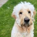 Buddy is a fun Golden Retriever cross, who currently weighs 27kg at 12 months, so will need a family who can look after a big boy. Buddy is a bouncy and fun boy who loves to walk and explore. He has settled in well at his foster home and will settle into a new home over time. Buddy can live with young adults (15 and older).•Find out more at www.dogstrust.org.uk
