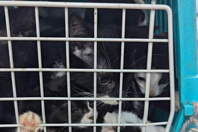 RSPCA stunned to find 11 abandoned kittens crammed into tiny box