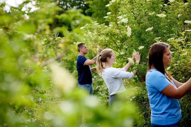 Pickers hard at work on a previous community elderflower harvest for Belvoir Farm