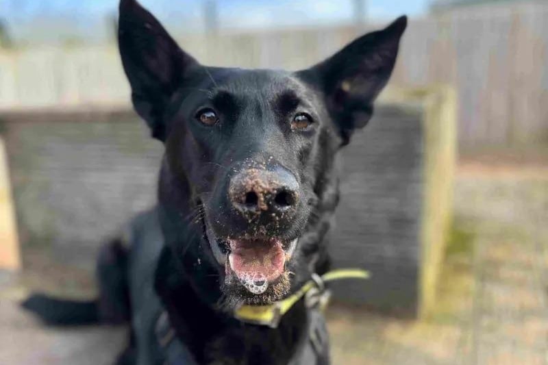 If you’re looking for a handsome, intelligent and affectionate boy, then Nyx is the dog for you!