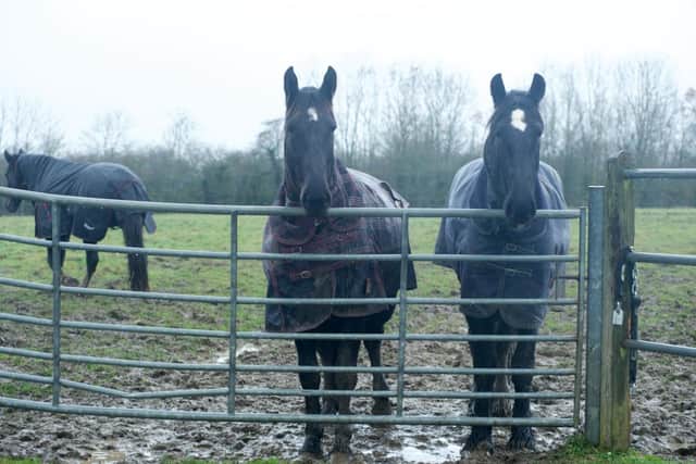 Military ceremonial horses enjoy winter break in Melton Mowbray