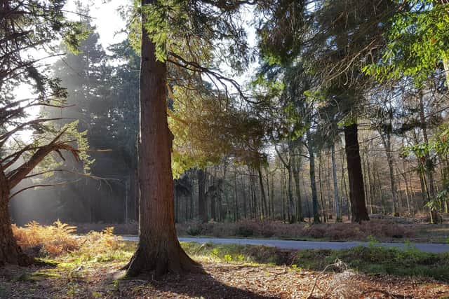 Rhinefield Ornamental Drive provides a stunning arrival to the hotel (photo: New Forest National Park)
