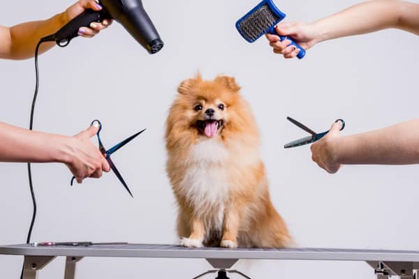 Grooming your dog can bring you closer to your pet (photo: Adobe)