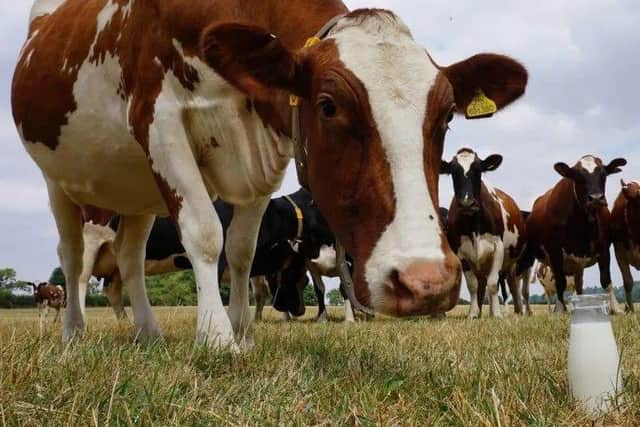 Farmer Barnes Dairy cows and milk