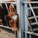 Farming courses at the Brooksby campus