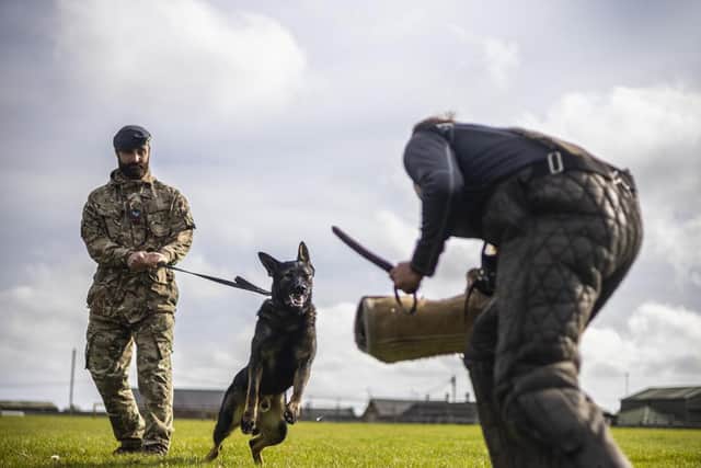 A military working dog being trained at the DATR