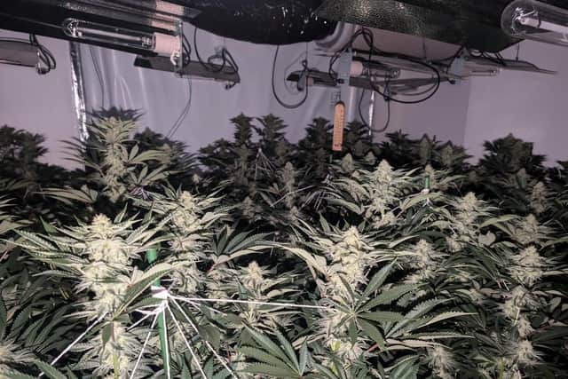 Some of the cannabis plants discovered by police at a property at Asfordby