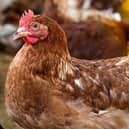 Bird keepers have been ordered to take extra bird flu biosecurity measures