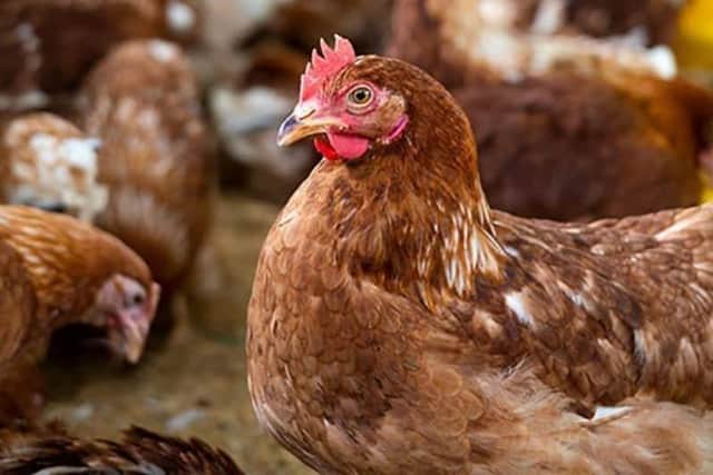 Bird keepers have been ordered to take extra bird flu biosecurity measures