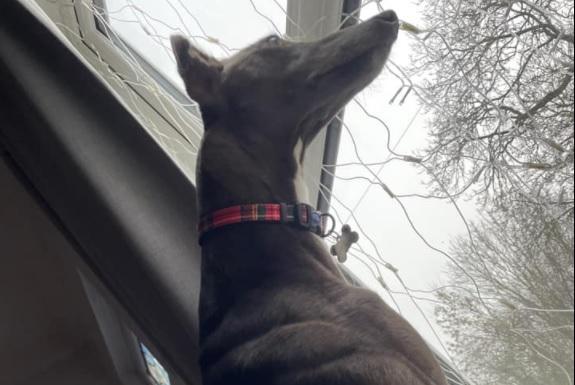 Lisa Hargreaves writes: "Dottie retired greyhound, best neighbourhood watch ever."