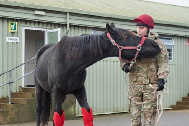 Military ceremonial horses enjoy winter break in Melton Mowbray