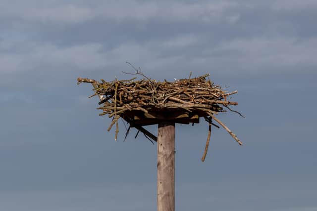 One of the nesting platforms used in the Belvoir Estate osprey rearing project