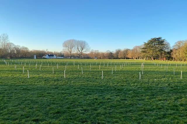 The new trees planted on Egerton Park in Melton