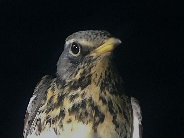 A fieldfare on farm