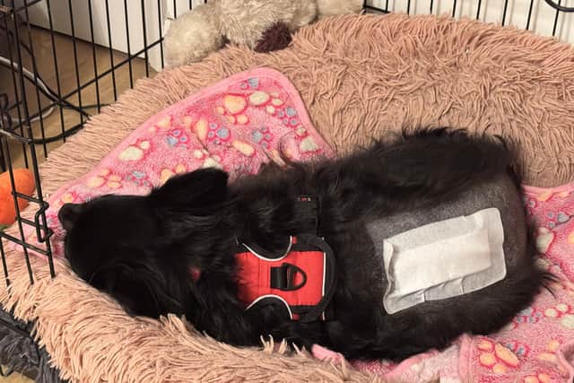 Mila recovers in her cage after her emergency spinal surgery