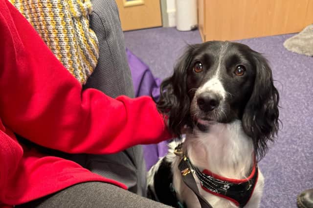 Poppy helping a child with some anxiety following an animal bereavement.