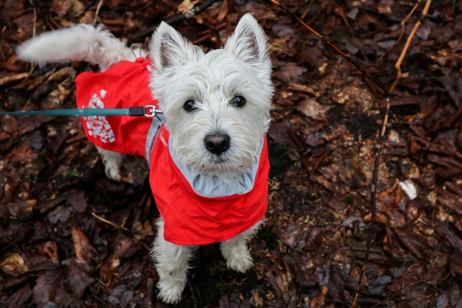 Pet Expert Reveals The Best Dog Coats For Beagles