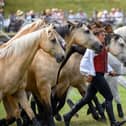 The Atkinson Action Horses set to appear at Belvoir Castle's Festival of the Horse
PHOTO E J Lazenby