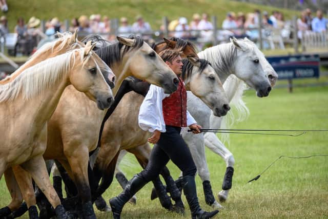 The Atkinson Action Horses set to appear at Belvoir Castle's Festival of the Horse
PHOTO E J Lazenby