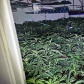 The large collection of cannabis plants discovered by police at a house in the Vale of Belvoir