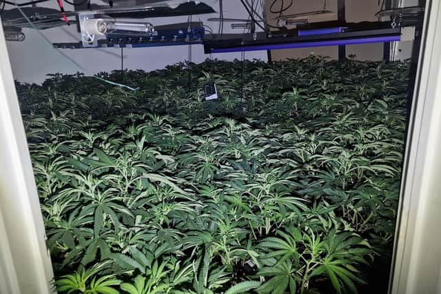 The large collection of cannabis plants discovered by police at a house in the Vale of Belvoir